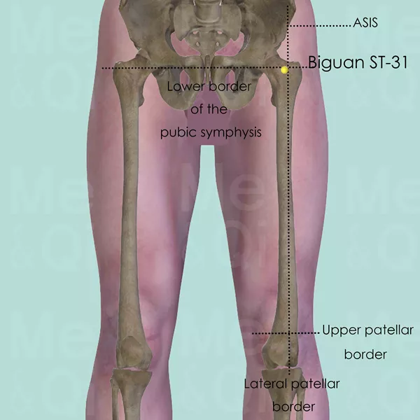 Biguan ST-31 - Bones view - Acupuncture point on Stomach Channel
