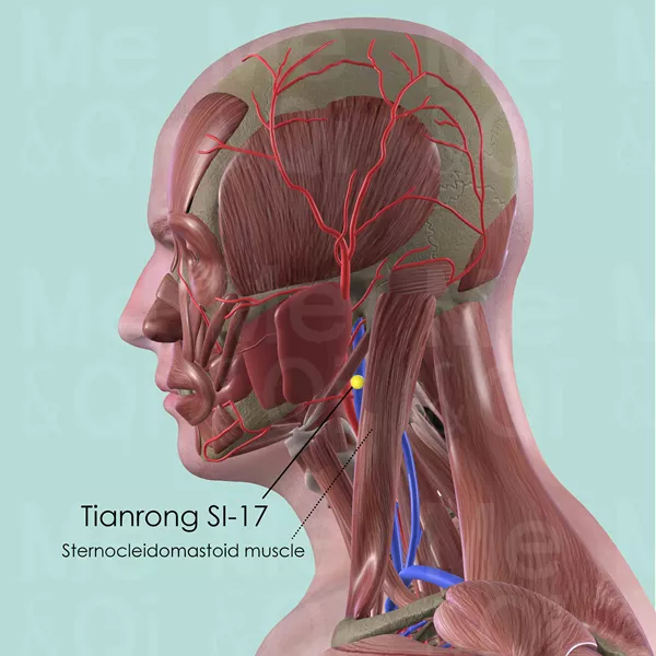 Tianrong SI-17 - Muscles view - Acupuncture point on Small Intestine Channel