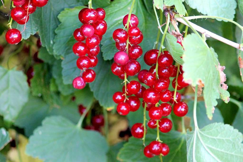 Wu Wei Zi (Schisandra berries) plant