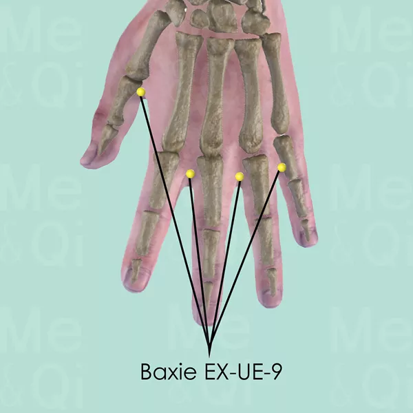 Baxie EX-UE-9 - Bones view - Acupuncture point on Extra Points: Upper Extremities (EX-UE)