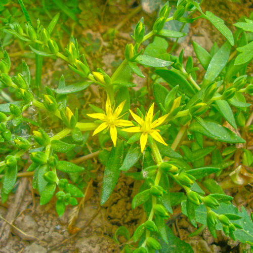 Chuí pén cǎo (Stonecrop herb) plant