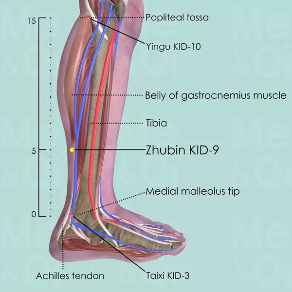 Zhubin KID-9 - Muscles view - Acupuncture point on Kidney Channel