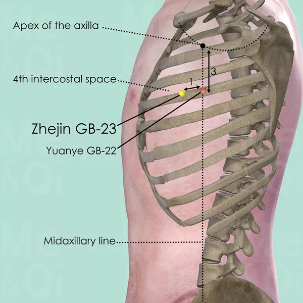Zhejin GB-23 - Bones view - Acupuncture point on Gall Bladder Channel