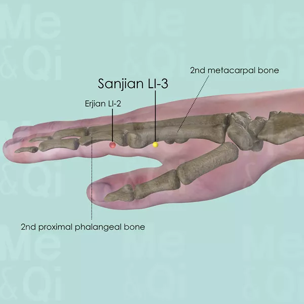 Sanjian LI-3 - Bones view - Acupuncture point on Large Intestine Channel