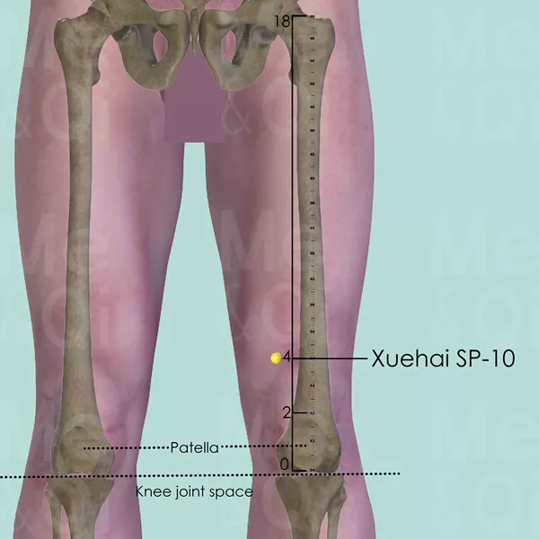 Xuehai SP-10 - Bones view - Acupuncture point on Spleen Channel
