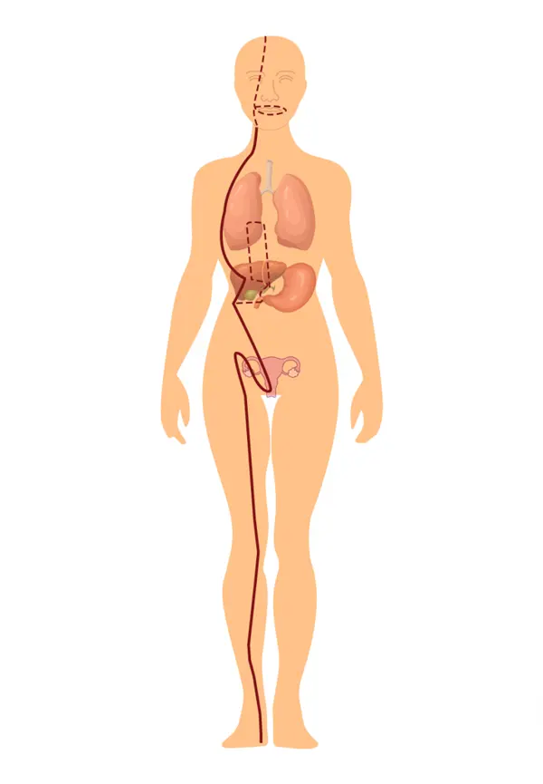 Liver Meridian pathway diagram