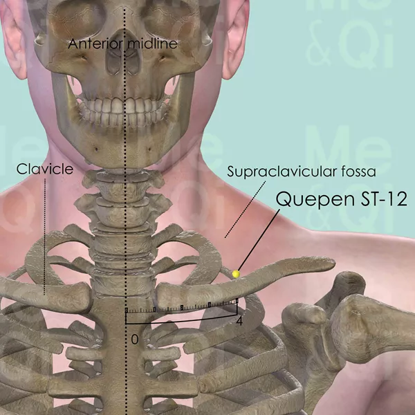 Quepen ST-12 - Bones view - Acupuncture point on Stomach Channel