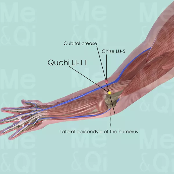 Quchi LI-11 - Muscles view - Acupuncture point on Large Intestine Channel
