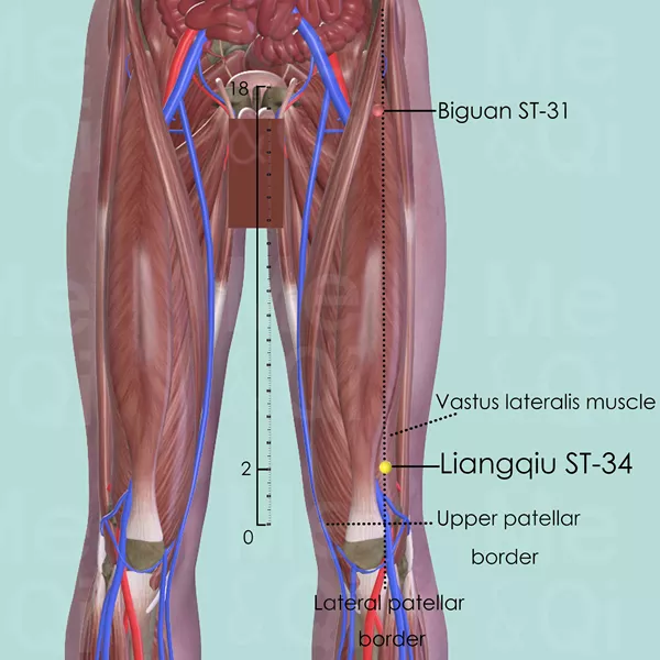 Liangqiu ST-34 - Muscles view - Acupuncture point on Stomach Channel