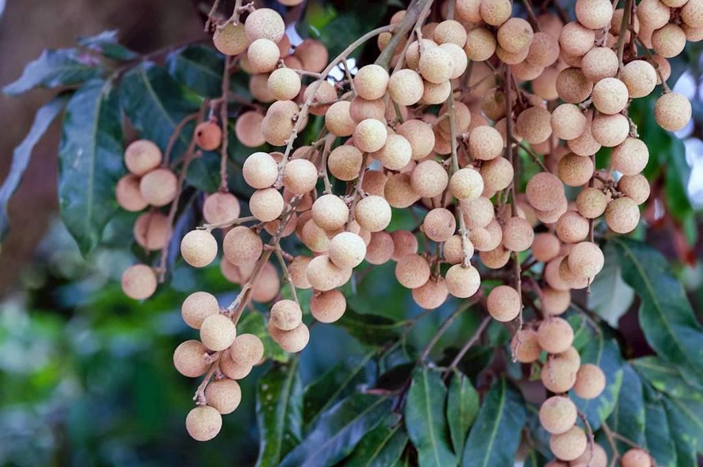 Long Yan Rou (Longans) plant