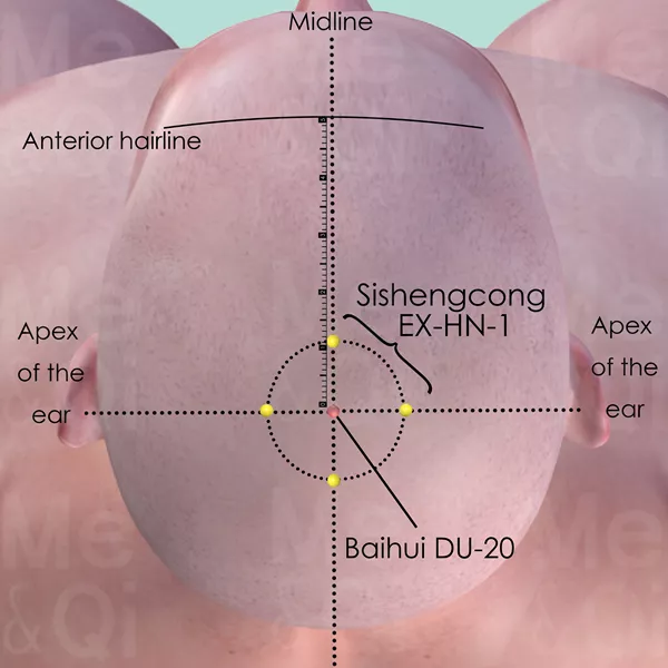 Sishengcong EX-HN-1 - Skin view - Acupuncture point on Extra Points: Head and Neck (EX-HN)