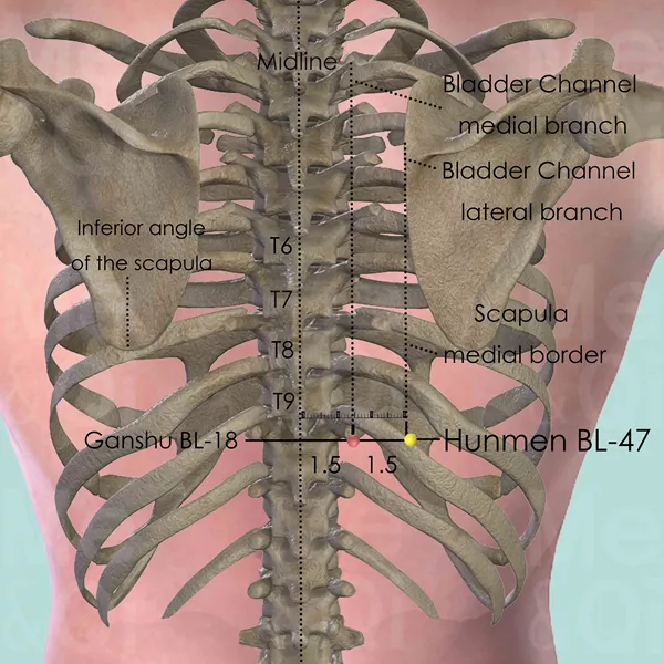 Hunmen BL-47 - Bones view - Acupuncture point on Bladder Channel