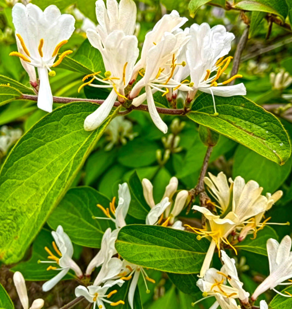 Jin Yin Hua (Honeysuckle flower) plant
