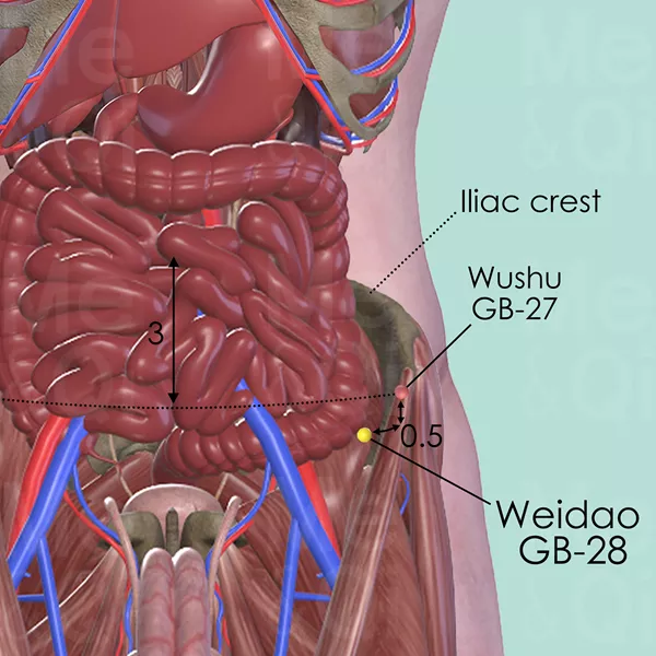Weidao GB-28 - Muscles view - Acupuncture point on Gall Bladder Channel