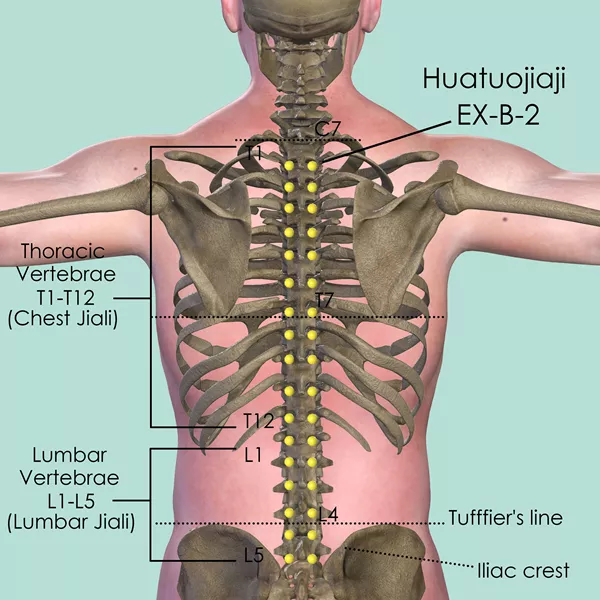 Huatuojiaji EX-B-2 - Bones view - Acupuncture point on Extra Points: Back (EX-B)