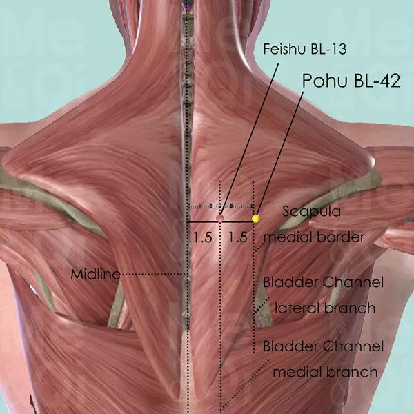 Pohu BL-42 - Muscles view - Acupuncture point on Bladder Channel
