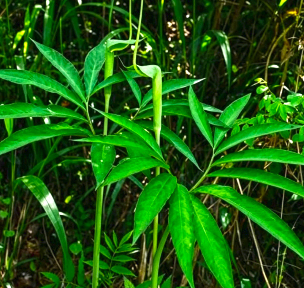Dan Nan Xing (Bile Arisaema) plant