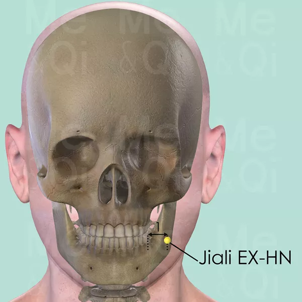 Jiali EX-HN - Bones view - Acupuncture point on Extra Points: Head and Neck (EX-HN)