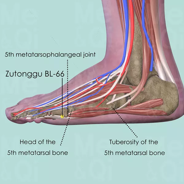 Zutonggu BL-66 - Muscles view - Acupuncture point on Bladder Channel