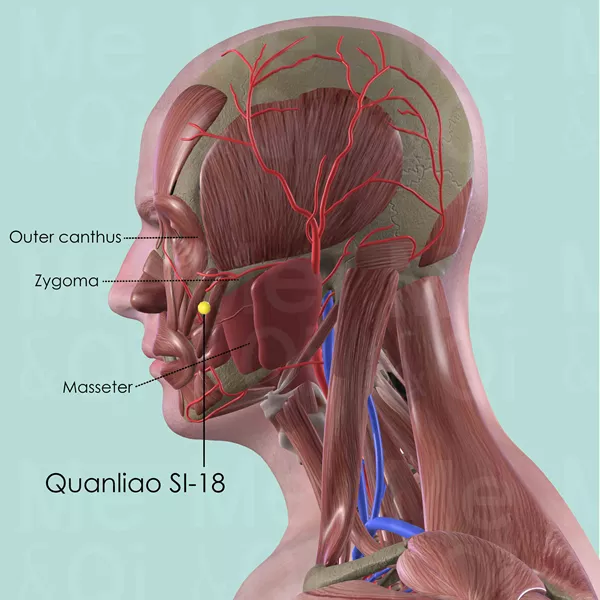 Quanliao SI-18 - Muscles view - Acupuncture point on Small Intestine Channel