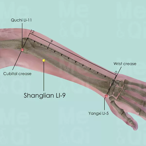 Shanglian LI-9 - Bones view - Acupuncture point on Large Intestine Channel