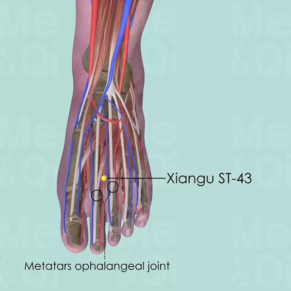 Xiangu ST-43 - Muscles view - Acupuncture point on Stomach Channel
