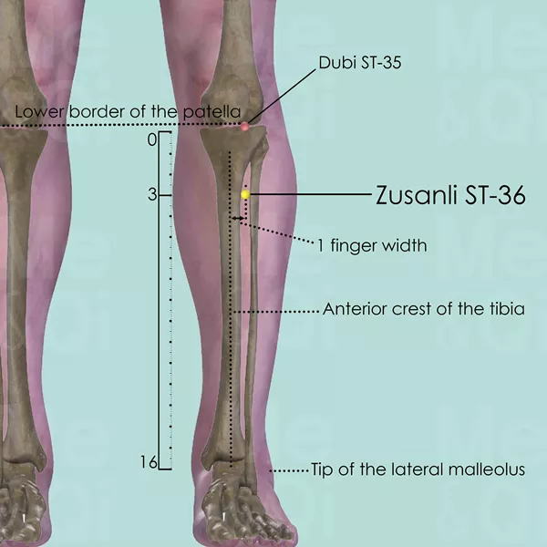 Zusanli ST-36 - Bones view - Acupuncture point on Stomach Channel