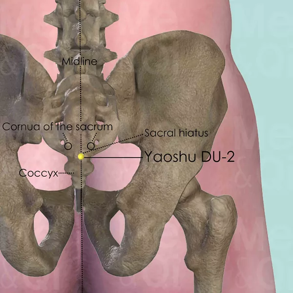 Yaoshu DU-2 - Bones view - Acupuncture point on Governing Vessel