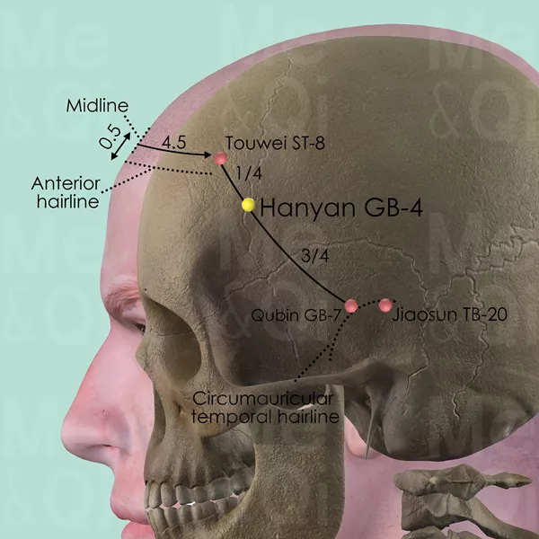 Hanyan GB-4 - Bones view - Acupuncture point on Gall Bladder Channel