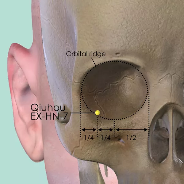 Qiuhou EX-HN-7 - Bones view - Acupuncture point on Extra Points: Head and Neck (EX-HN)