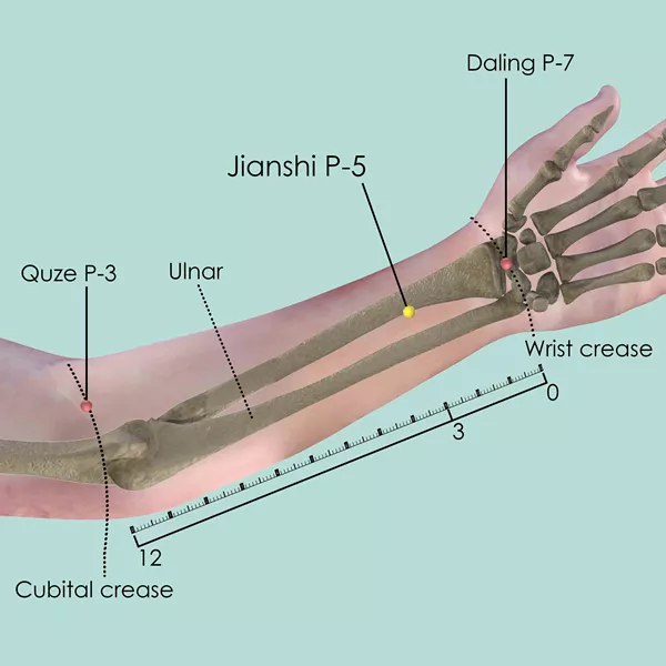 Jianshi P-5 - Bones view - Acupuncture point on Pericardium Channel