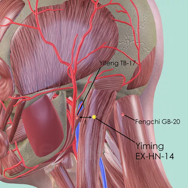 Yiming EX-HN-14 - Muscles view - Acupuncture point on Extra Points: Head and Neck (EX-HN)