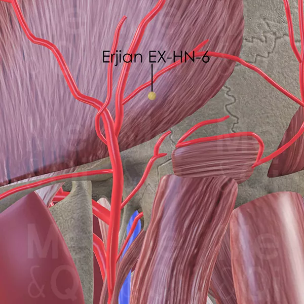 Erjian EX-HN-6 - Muscles view - Acupuncture point on Extra Points: Head and Neck (EX-HN)