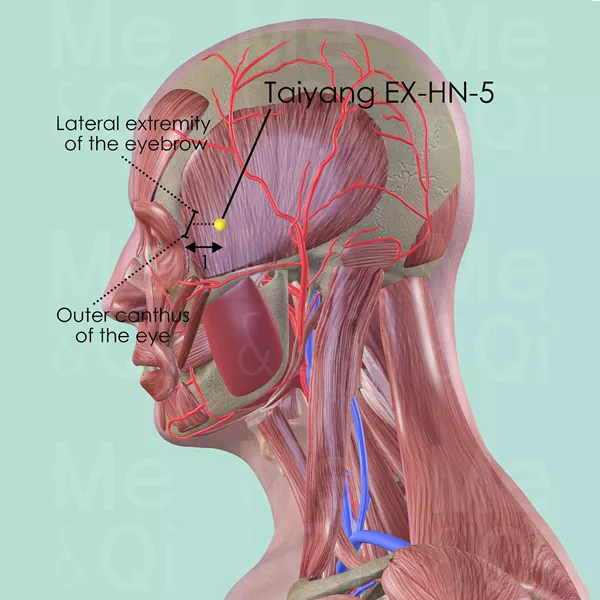 Taiyang EX-HN-5 - Muscles view - Acupuncture point on Extra Points: Head and Neck (EX-HN)