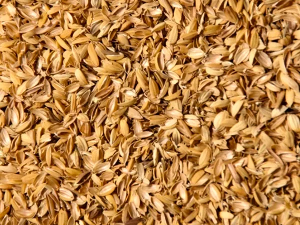 What Rice bran looks like as a TCM ingredient