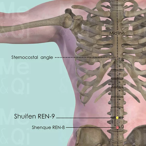 Shuifen REN-9 - Bones view - Acupuncture point on Directing Vessel