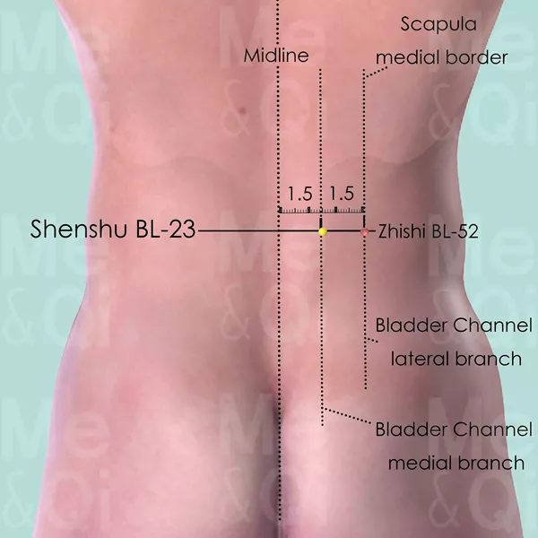Shenshu BL-23 - Skin view - Acupuncture point on Bladder Channel